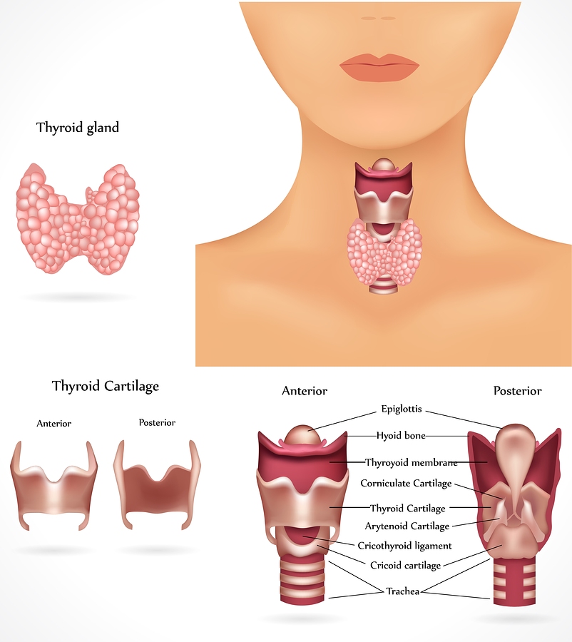 Hyperthyroidism photo of Thyroid Gland